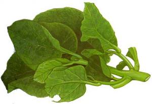 CEYLON-SPINACH-Saan-choi