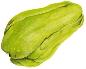 CHAYOTE-Faat-sau-gwa