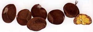 CHESTNUTS-Lut-jee