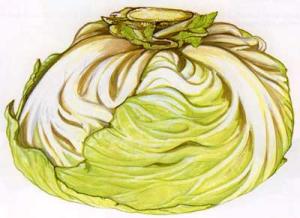 HEAD-CABBAGE-Yeh-choi