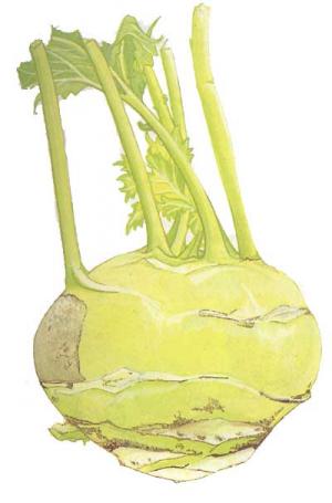 KOHLRABI-Gai-laan-tau