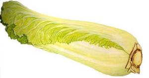 PEKING-CABBAGE-Wong-nga-baa