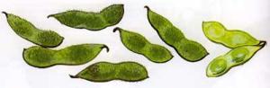 SOY-BEANS-Mo-dau