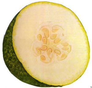 WINTER-MELON-Deong-gwa